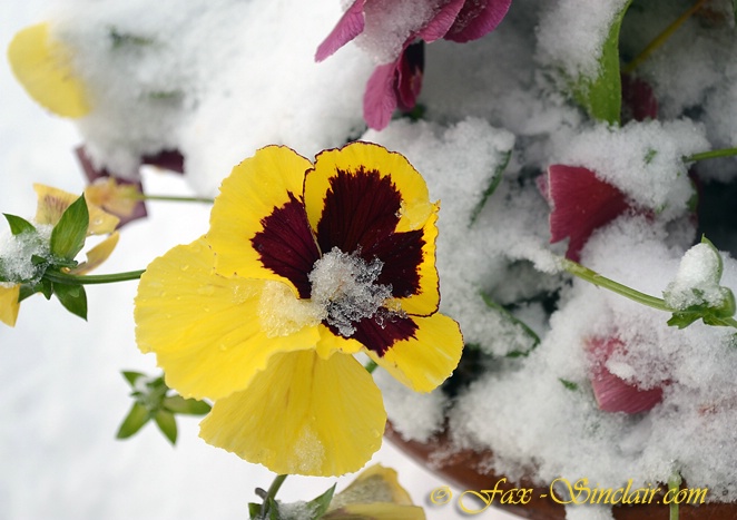 Pansy in Snow