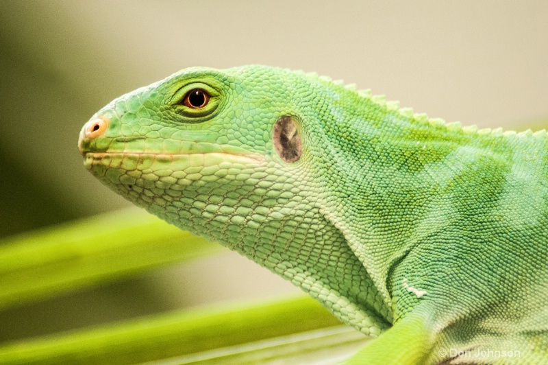 Emerald Tree Monitor