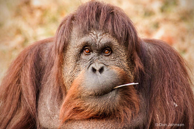 DC Orangutan