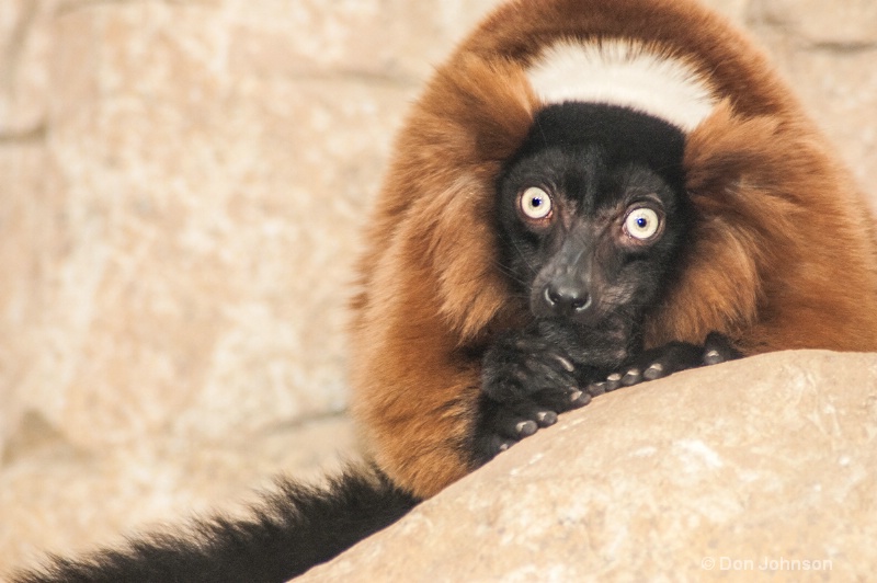 DC Lemur