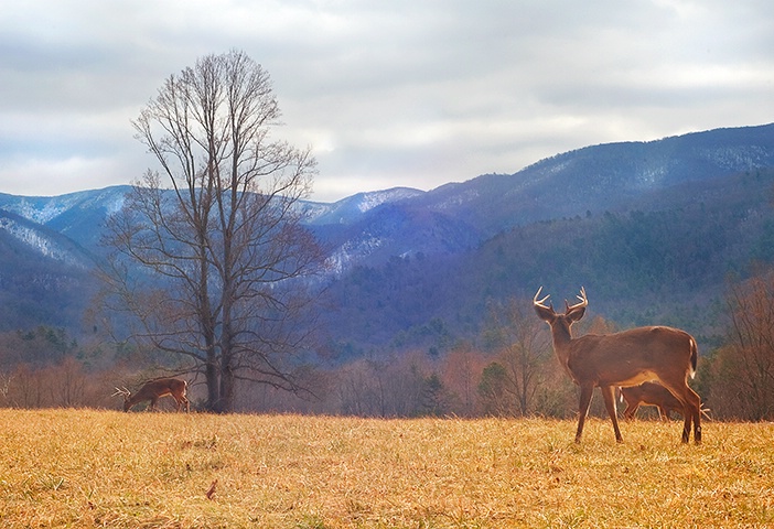 Bucks 24, Cades Cove