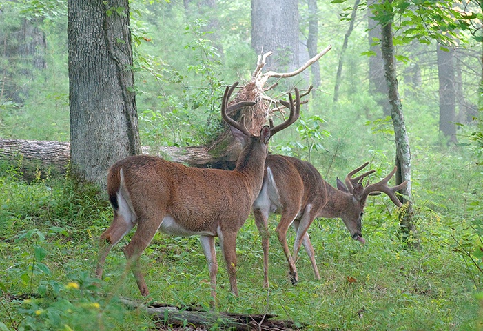 Bucks 26, Cades Cove