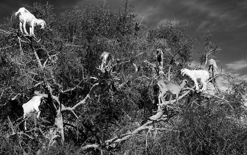 Goats on a Tree
