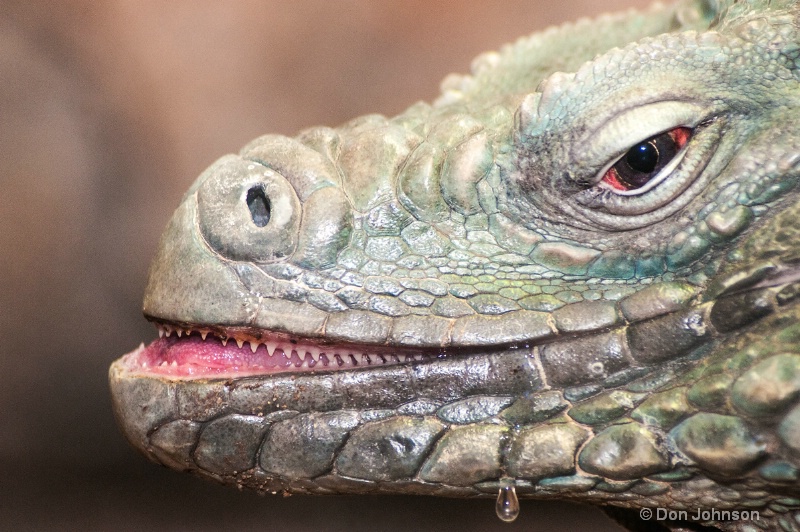 Drooling Iguana