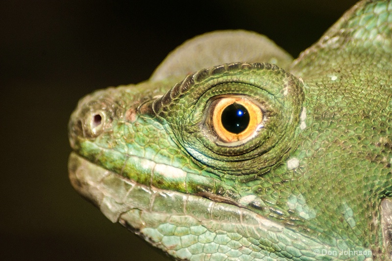Green Basilisk