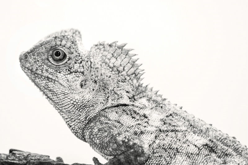 Black and White Lizard