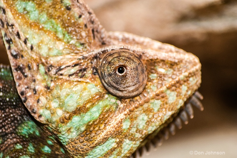 Veiled Chameleon
