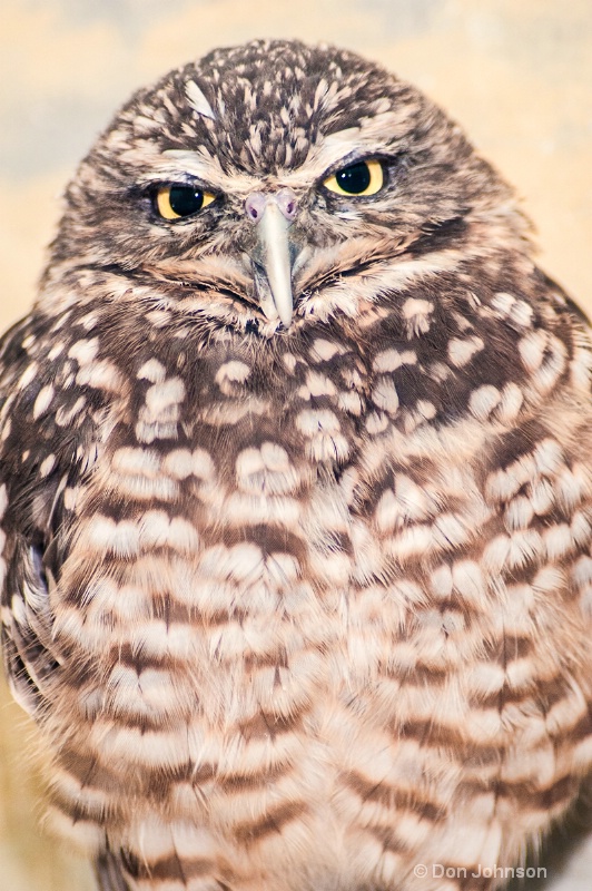 Burrowing Owl