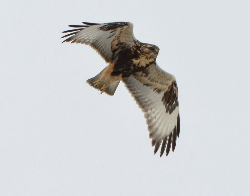 Rough-Legged Immature Female Hawk