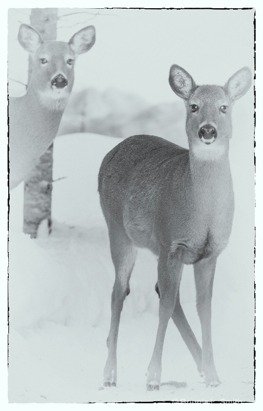 Deer B&W in Winter