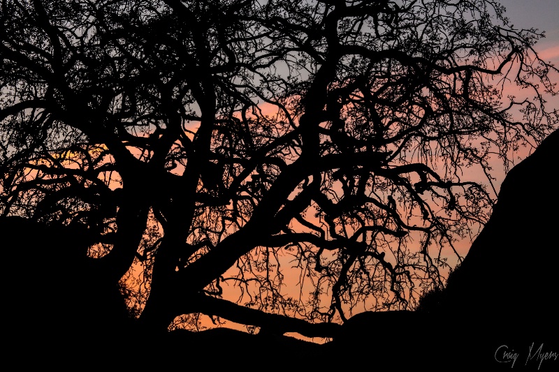 Oak Tree Sunset Silhouette