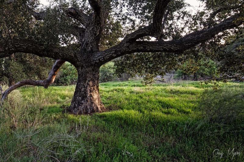 Oak Tree 4