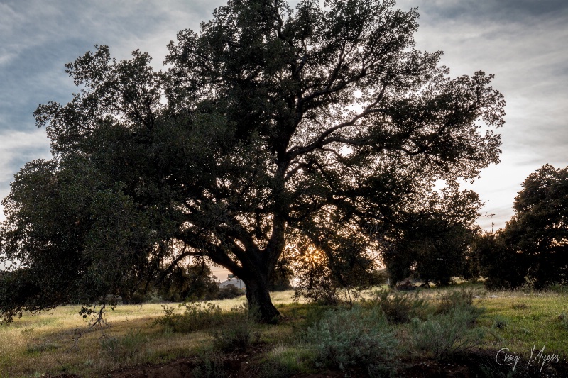 Oak Tree 3