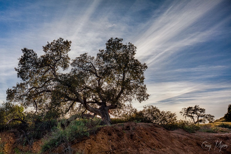 Oak Tree 1