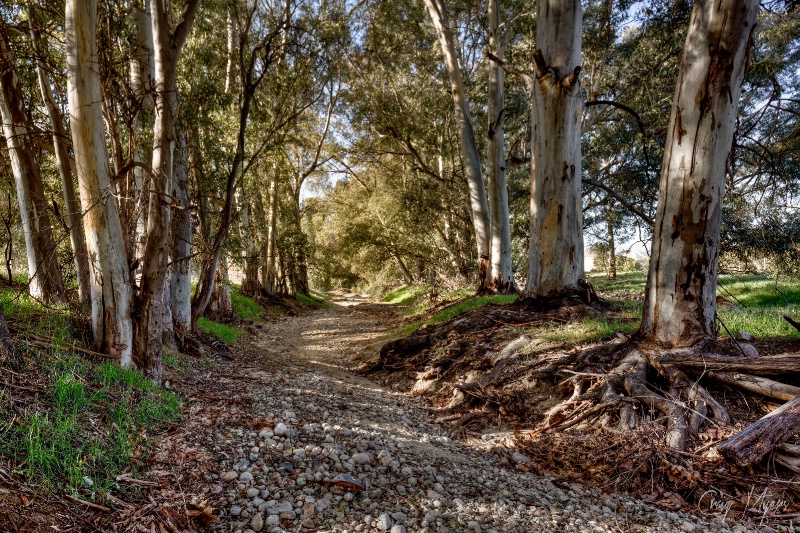 Dry Creek, Eucalyptus Trees