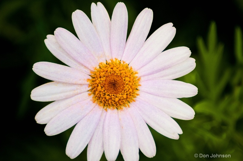 Daisy
