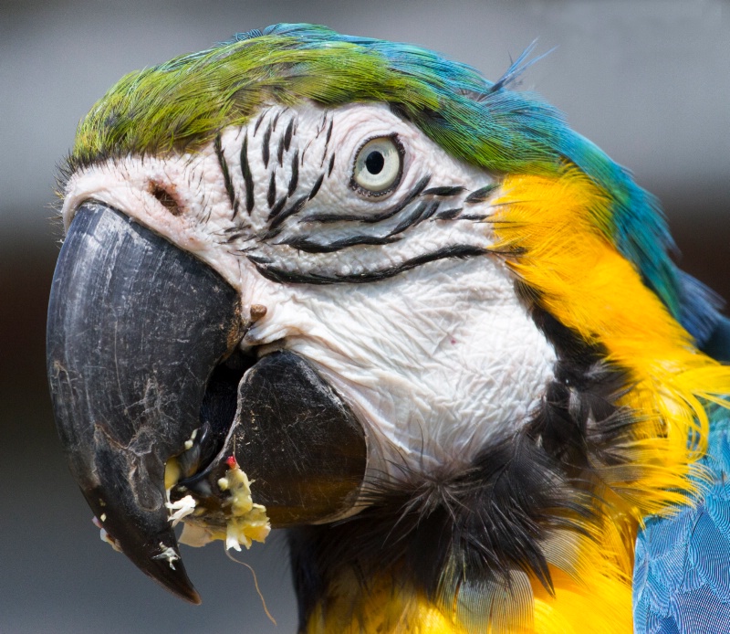 parrot portrait
