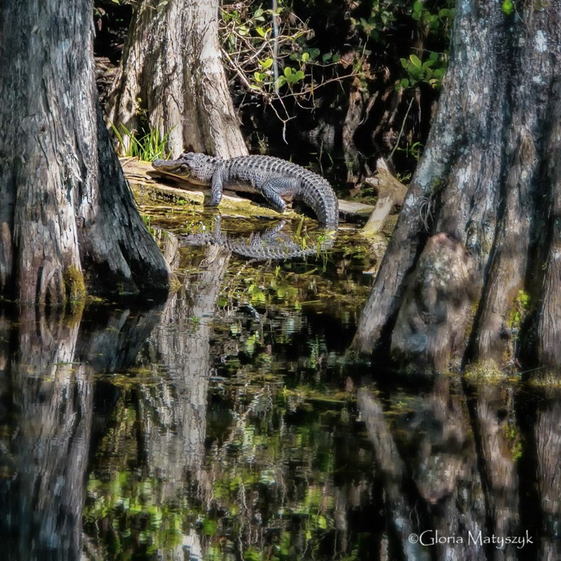 Alligator warming in the sun; Everglades, FL