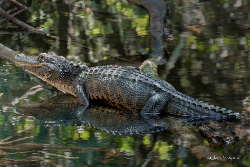 American alligator in the Florida Everglades 