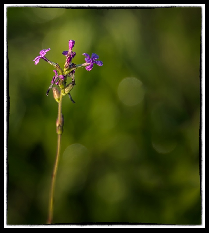Purple Everglades flower; Everglades National Park