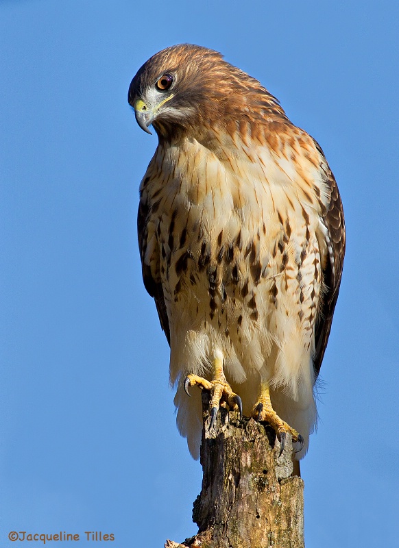 Red-tailed Hawk