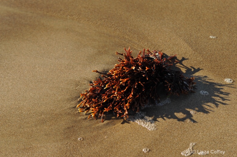 washed ashore