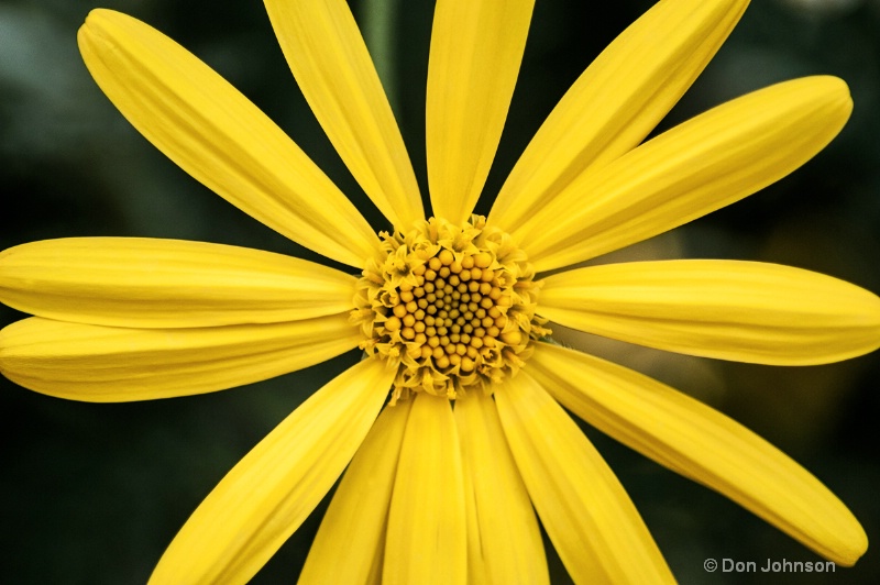 LG Yellow Daisy