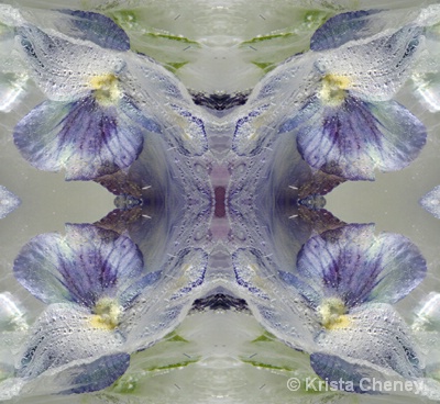 Pansy in ice II - kaleidoscopic