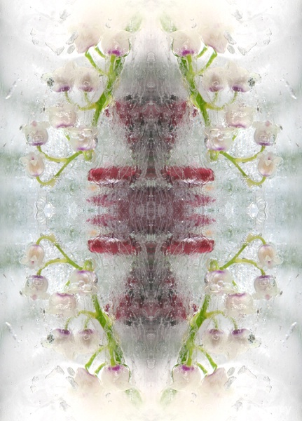 Lily of the valley in ice - kaleidoscopic