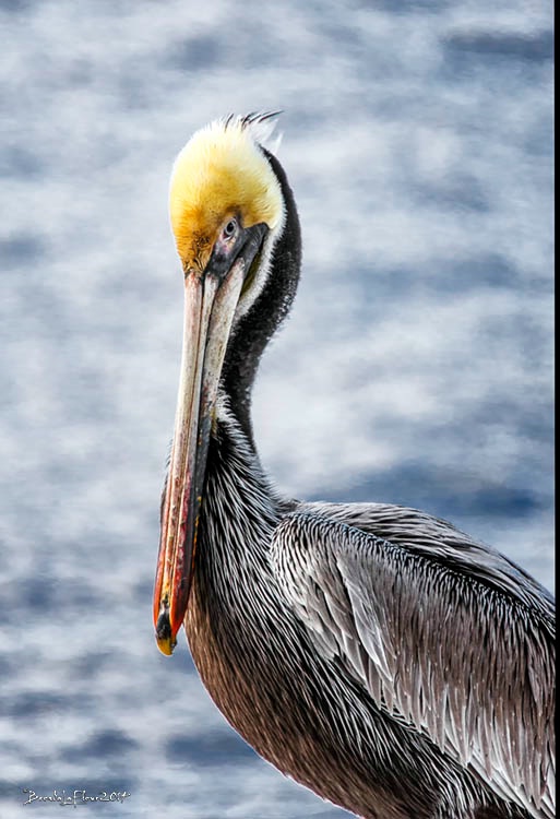 Pelican Closeup 1