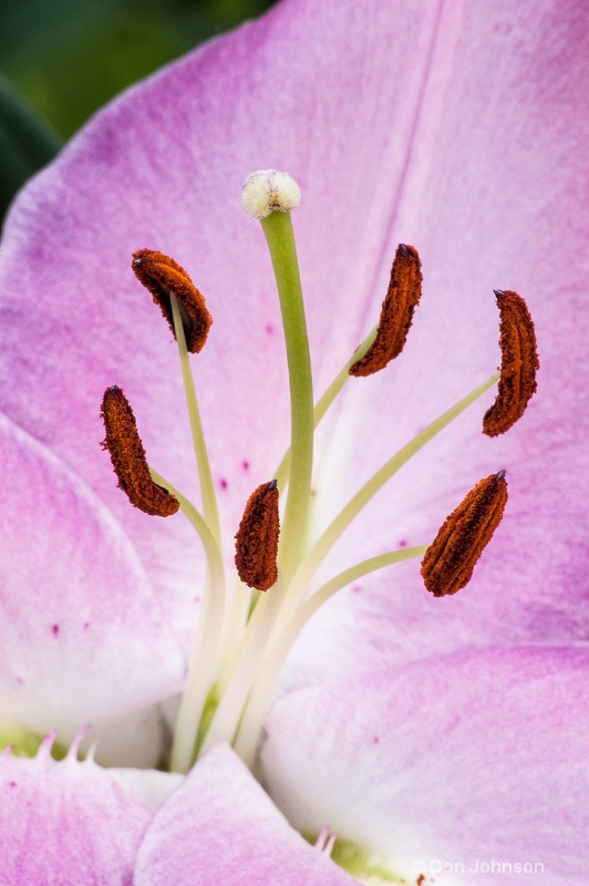 Stamen and Pistils