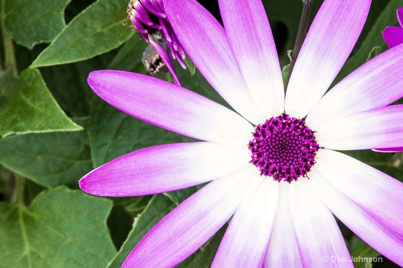 Purple and White Daisy