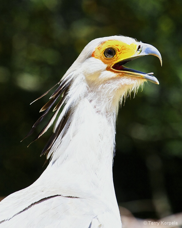 Portrait of a Secretary Bird