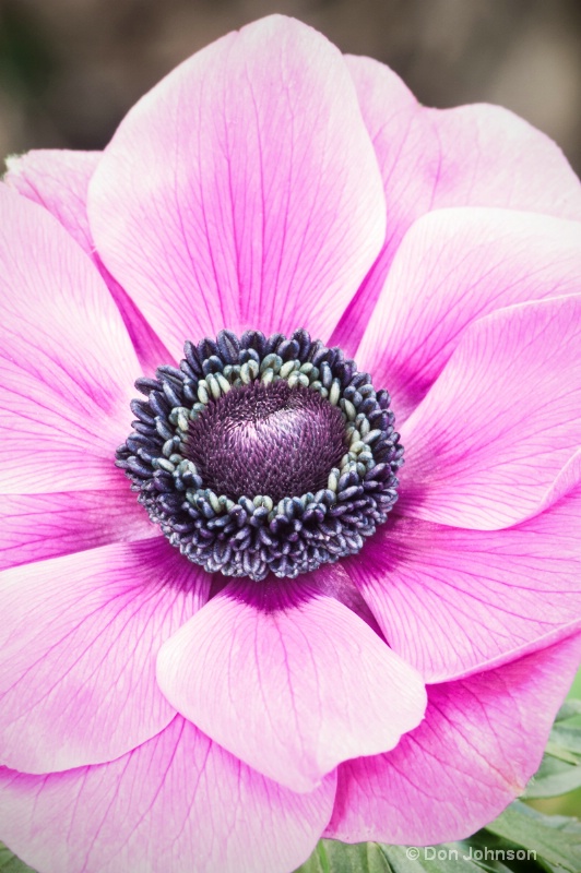 Anemone Flower