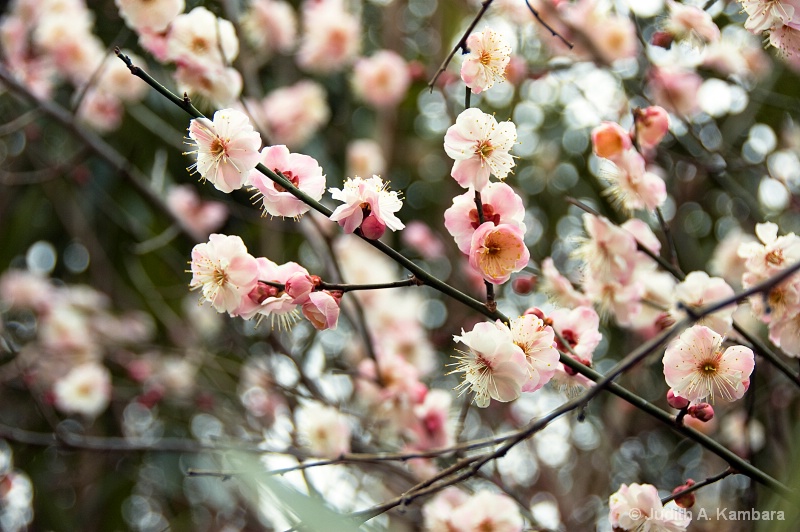 Kyoto plum blossoms