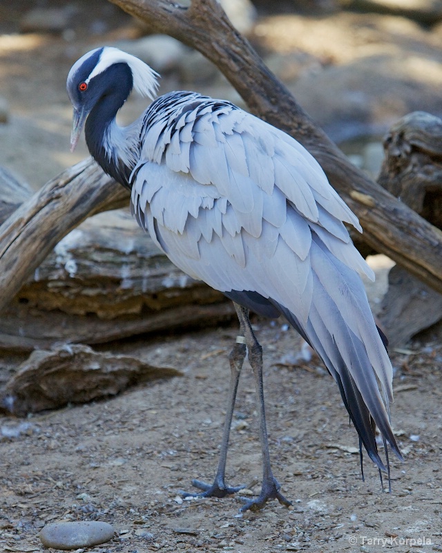 Demoiselle Crane 