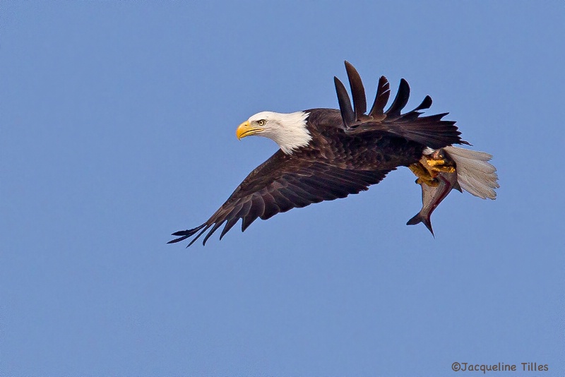 Bald Eagle with Fish