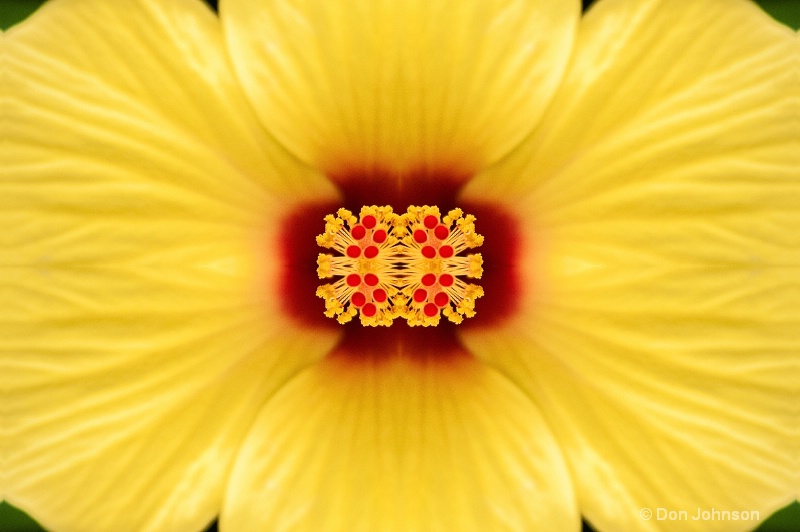 Yellow Hibiscus in Pitt-kaleidscope
