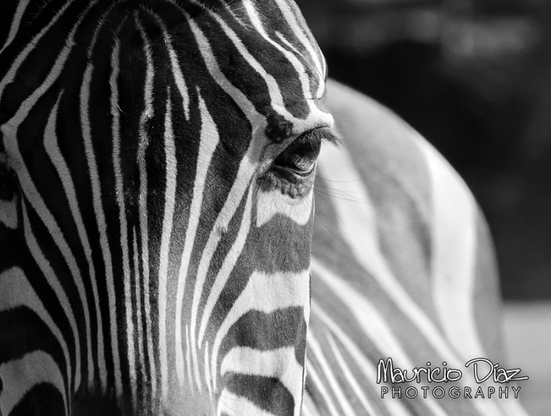 Zebra B&W