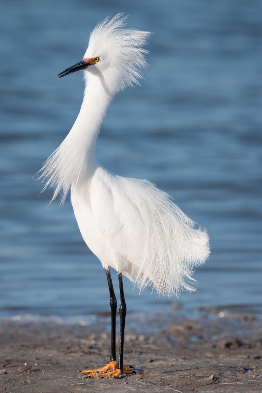 Snowy Egret - Strike a Pose