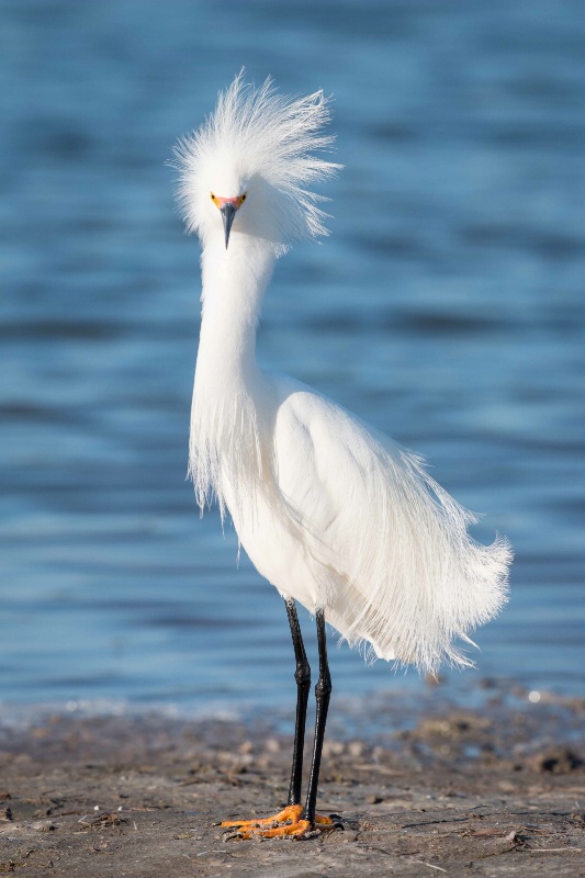 Snowy Egret - It's all about Attitude