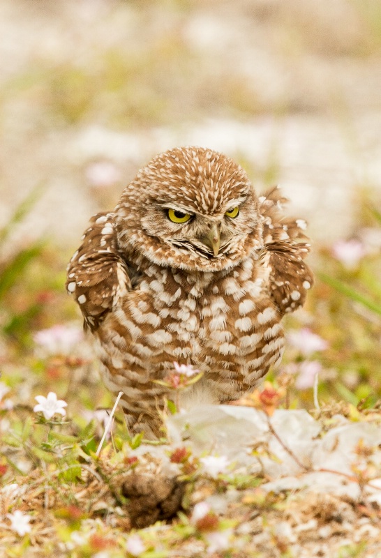 Mad Owl