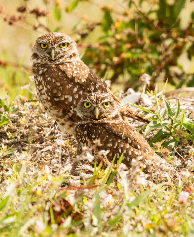 Posing Burrowing Owls