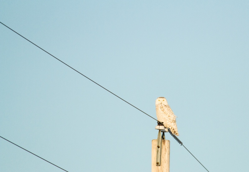 Snowy Owl on Power Pole