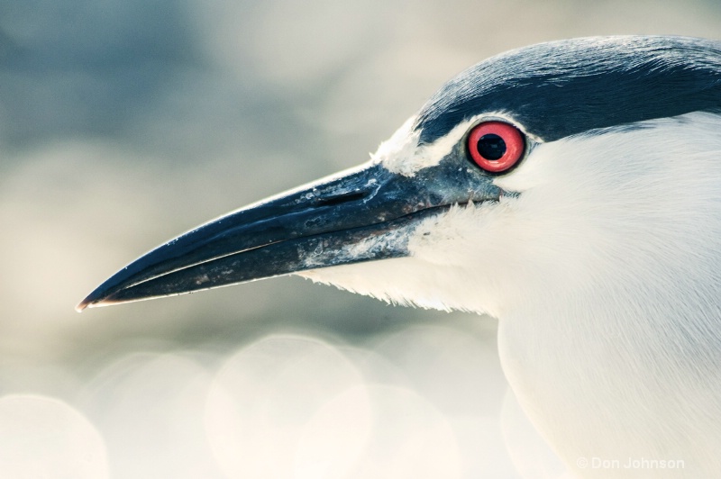 LA Night Heron