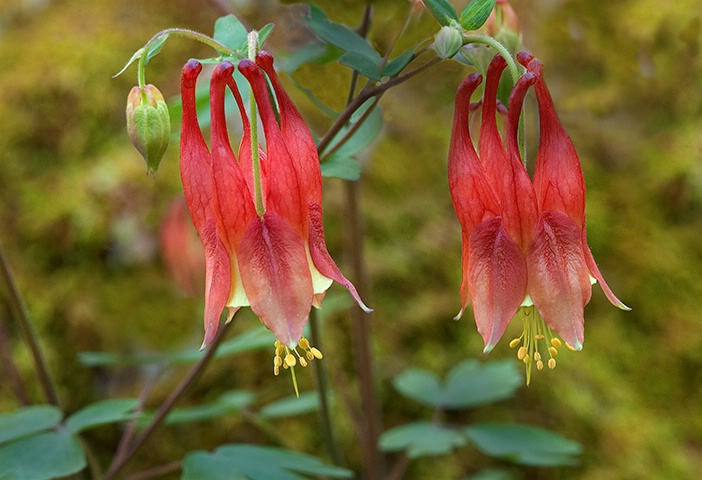 Columbine 9, Smoky Mountains NP