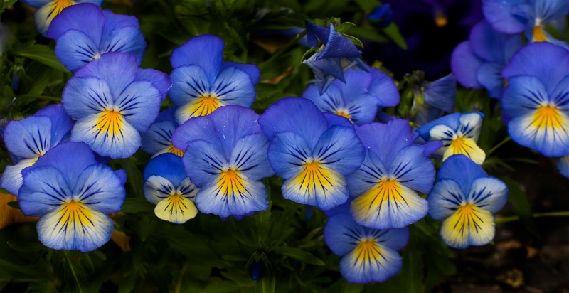 Lovely pansies