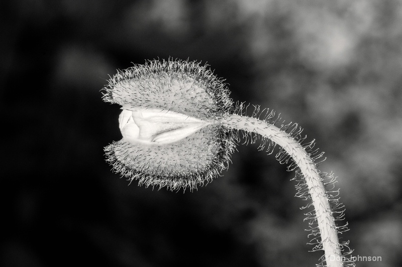 B&W New Poppy