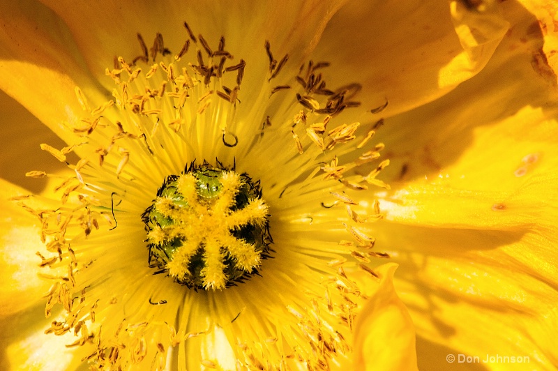 Yellow Poppy