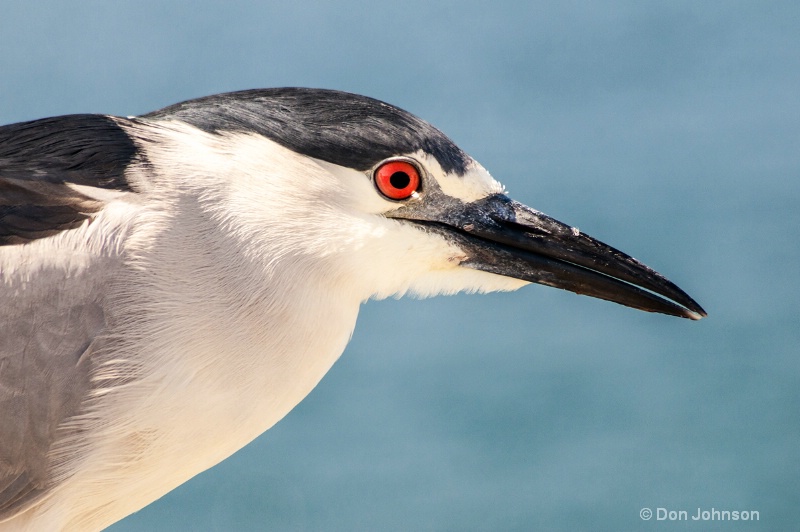 Night Heron in LA